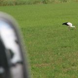 Auf dem Heimweg sieht Bettina einen Storch im Feld nach FrÃ¶schen suchen. Was kÃ¶nnte uns wohl dieses Bild verraten?
